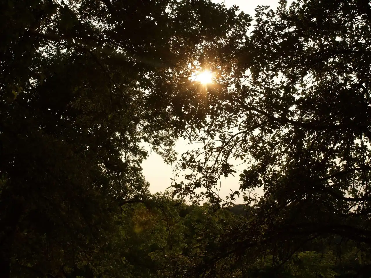 Il sole basso che filtra fra i rami delle querce, con il bosco in controluce.